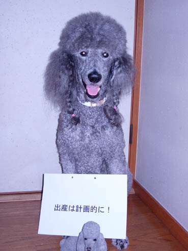 keikakutekini.jpg 369×492 43K